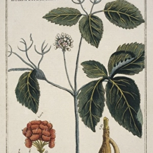 Panax quinquefolium, ginseng
