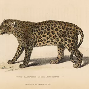 Panther of the Ancients? (Panthera pardus)