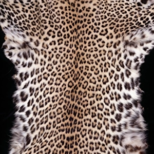 Panthera pardus pardus, African leopard