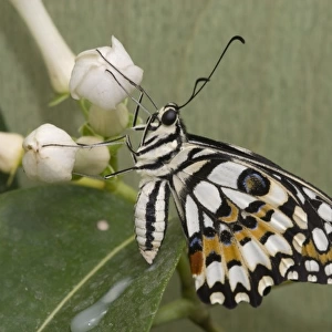 Papilio demoleus, Lime butterfly
