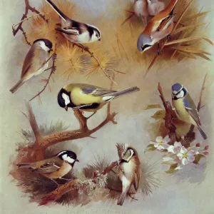 Parus palustris, P. major, P. ater, P. cristatus, P. caeruleu