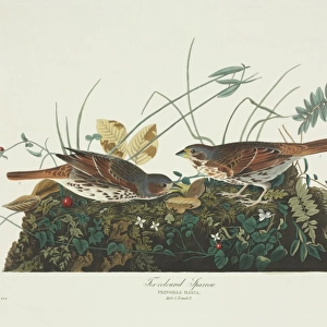 Passerella iliaca, fox sparrow