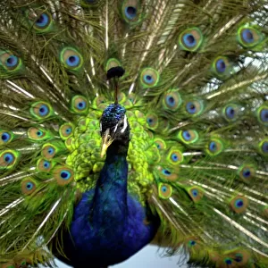 Phasianidae Jigsaw Puzzle Collection: Green Peafowl