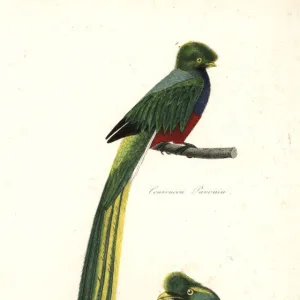 Trogons Gallery: Pavonine Quetzal