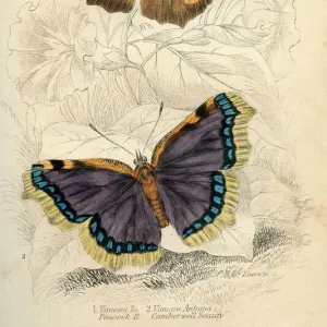 Peacock Butterflies