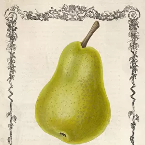 Pear / Delices D hardenpon
