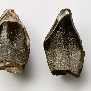 Pelorosaurus teeth
