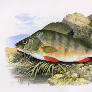 R Pillow Collection: Redfin Perch