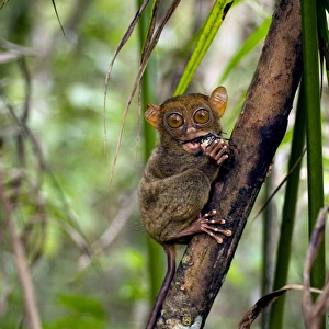 Philippine Tarsier, adult, eats a large horned