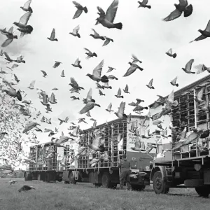 Racing Pigeons Released at the Start of a Race Print 1992