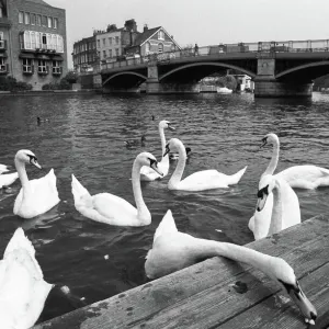 Mute Swans on the River Thames, Henley Print 1989