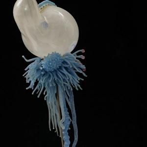 Physalia pelagica, jellyfish