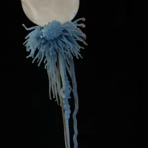 Physalia pelagica, jellyfish