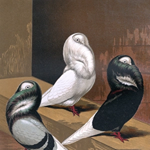 Hummingbirds Collection: Black Jacobin