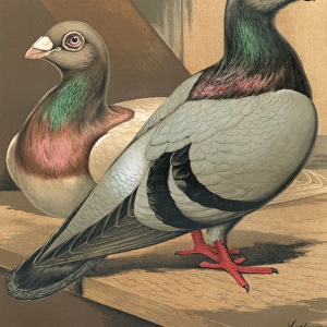 Pigeons - A Portrait of a Silver and Blue Runt, Fancy Breed