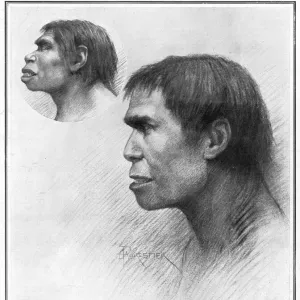 Piltdown man reconstructed