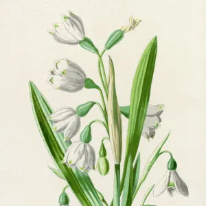 Plants / Galanthus Nivalis