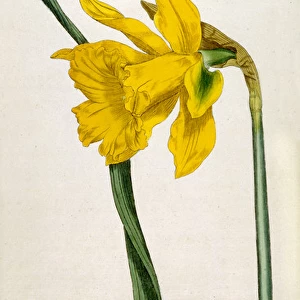 Plants / Narcissus Major