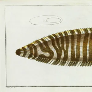 R Gallery: Righteye Flounder
