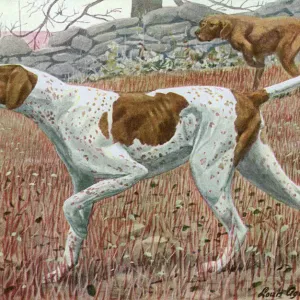 20th Century Pointer Print in Classic Pose 20th Century Pointer Print in Classic Pose