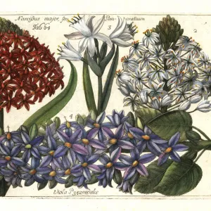 Portuguese squill, sea daffodil and pyramidal bugle