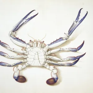 Portunus pelagicus, blue swimming crab