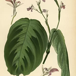 Prayer plant, Maranta leuconeura