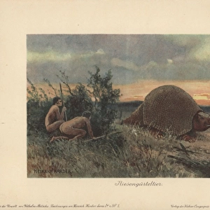 Mammals Collection: Armadillo