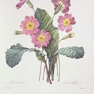 Primula acaulis (vulgaris), common primrose
