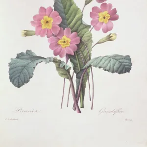 Primula acaulis (vulgaris), common primrose