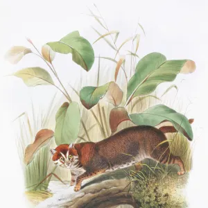 Cats (Wild) Gallery: Flat-headed Cat