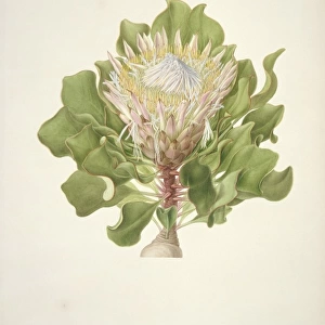 Protea cynaroides, King protea