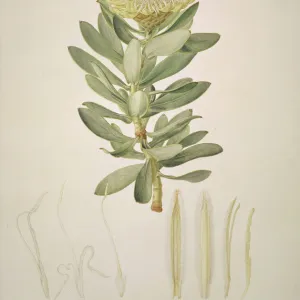 Protea nitida, wagon tree