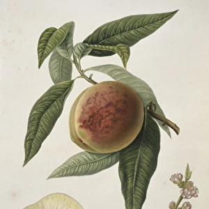 Prunus sp. peach (Bourdine Peach)