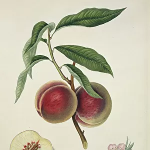 Prunus sp. peach (Grimwoods Royal George or Grosse Mignon