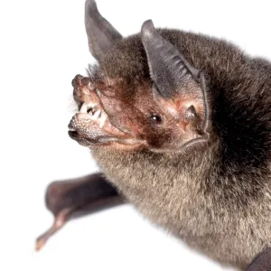 Mormoopidae Gallery: Davys Naked-backed Bat