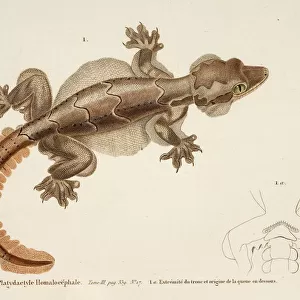 Lizards Collection: Bibrons Gecko
