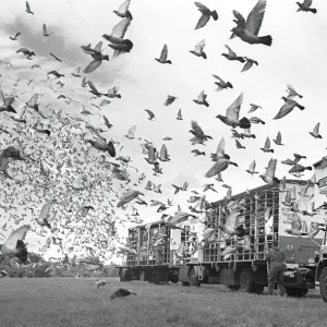 Racing pigeon release