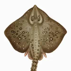 Raia clavata, or Thornback Ray