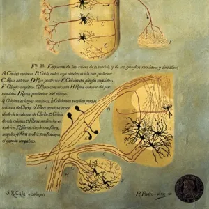 Popular Themes Jigsaw Puzzle Collection: Santiago Ramon Y Cajal