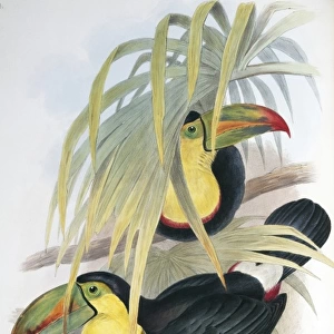 Ramphastos sulfuratus brevicarinatus, keel-billed toucan