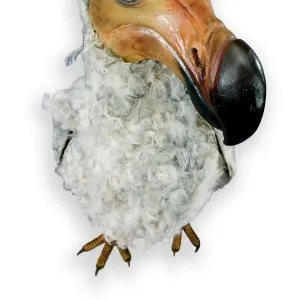 Raphus cucullatus, dodo