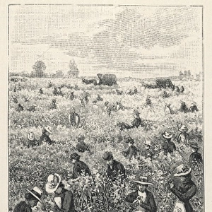 Raspberry Picking / 1901