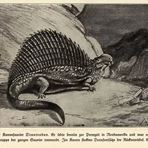 Reconstruction of extinct synapsid dinosaur Dimetrodon