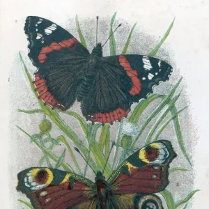 Red Admiral Butterfly