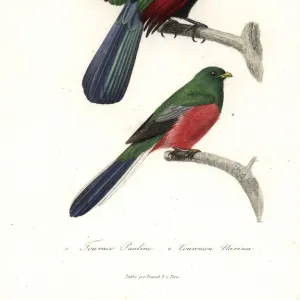 Trogons Gallery: Narina Trogon
