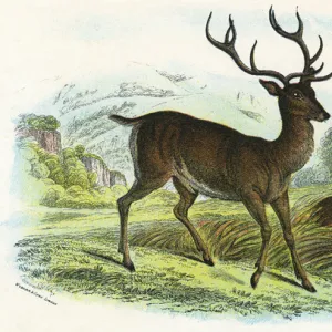 RED DEER