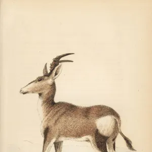 Bovidae Gallery: Alcelaphus caama
