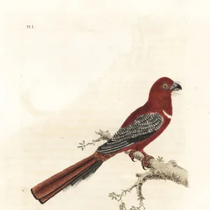 Trogons Gallery: Red Headed Trogon