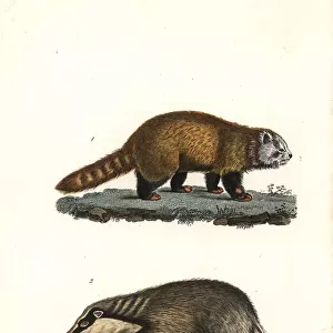Red panda (endangered) and hog badger